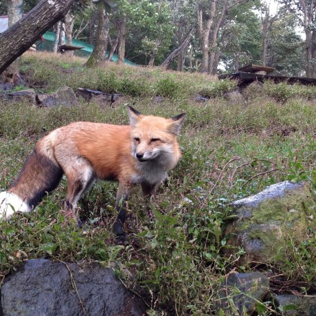 Zao Fox Village Zao Fox Village
