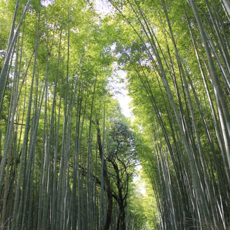 La Forêt de Bambous d'Arashiyama La Forêt de Bambous d'Arashiyama