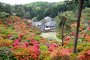 Les Plus Belles Azalées de Tokyo