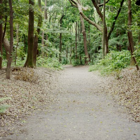 Après-midi au Meiji-jingû Après-midi au Meiji-jingû