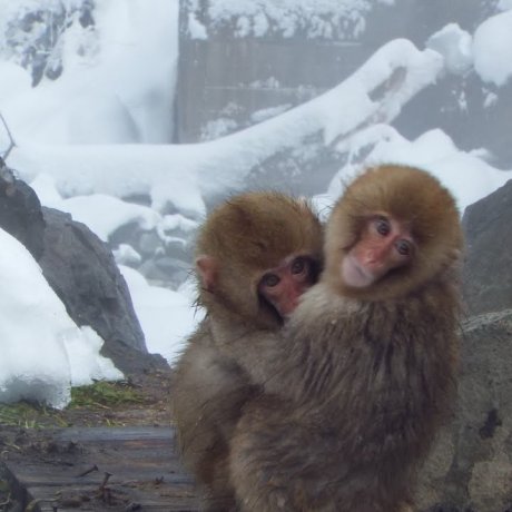 Parc des singes Jigokudani à Nagano Parc des singes Jigokudani à Nagano