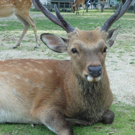 Les Daims du Parc de Nara Les Daims du Parc de Nara