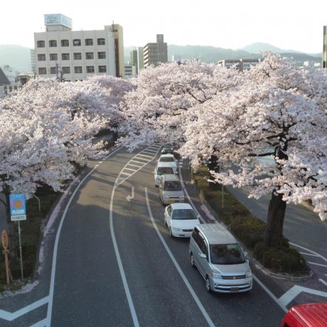Hitachi City Sakura Matsuri Hitachi City Sakura Matsuri