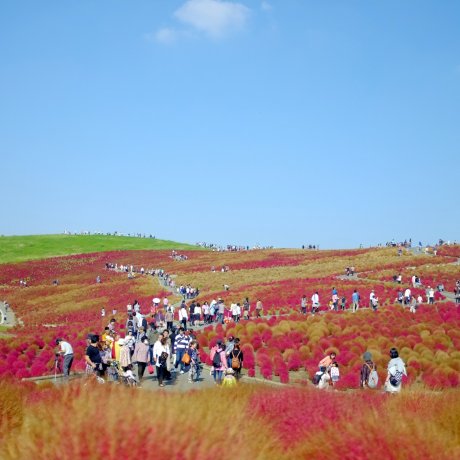 Le Parc Hitachi Seaside en Automne Le Parc Hitachi Seaside en Automne