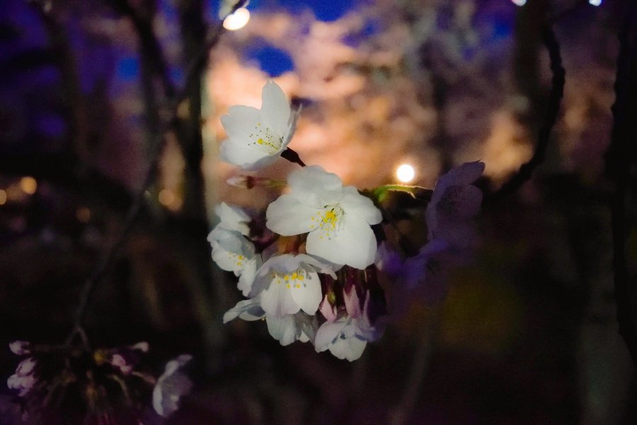 Sakura au Parc Central de Tokushima