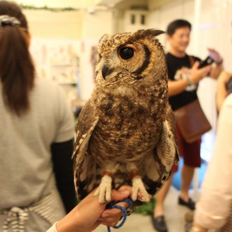 L'étonnant Owl Café d'Osaka L'étonnant Owl Café d'Osaka