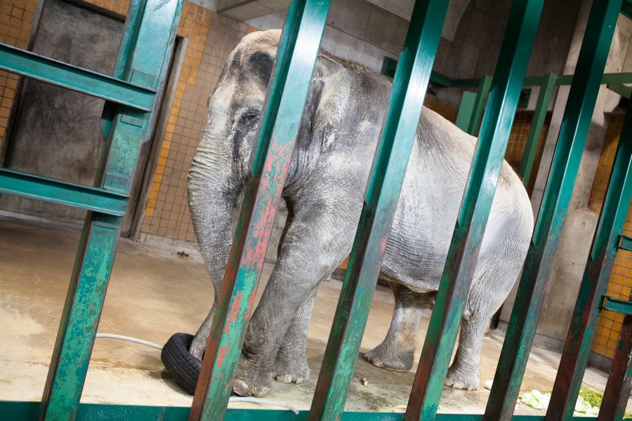 Le Zoo d'Inokashira