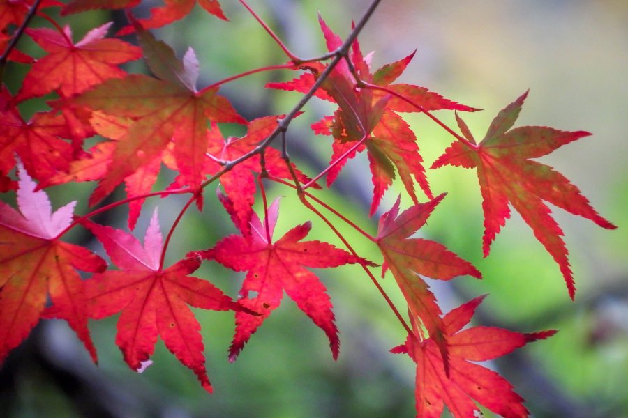 Les Couleurs d'Automne d'Okutama