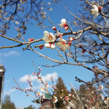 Le Début du Printemps au Narita-san Le Début du Printemps au Narita-san