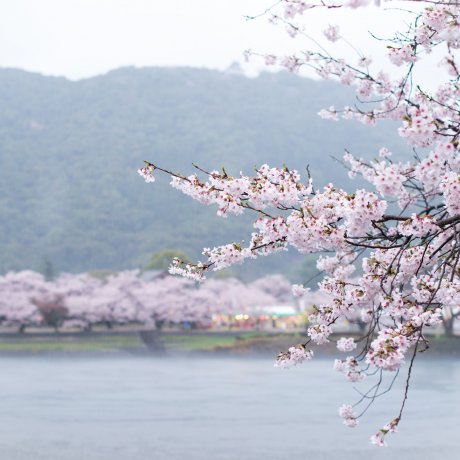 Cerisiers en Fleurs au Kintai-kyo Cerisiers en Fleurs au Kintai-kyo