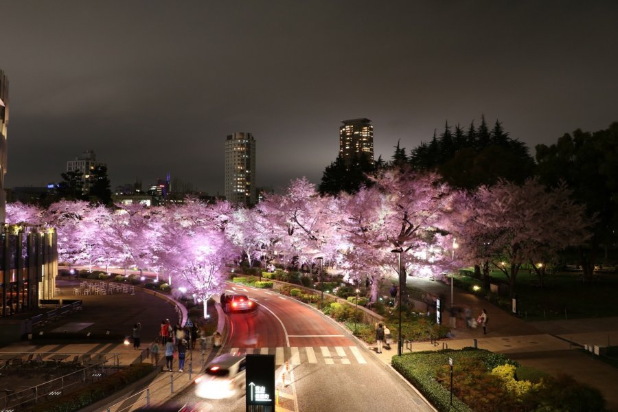 Les Sakura de Tokyo en 2016