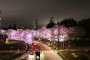 Les Sakura de Tokyo en 2016