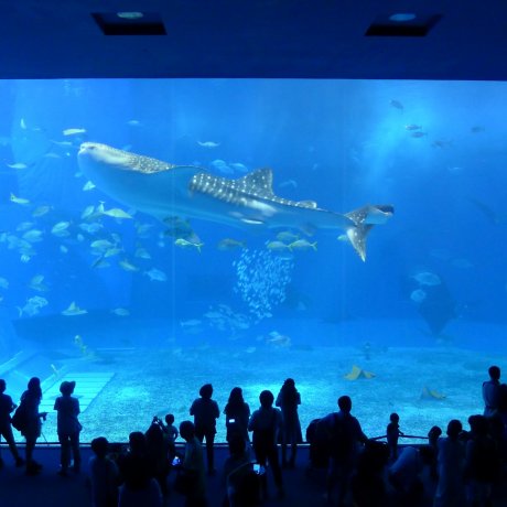 L'Aquarium Churaumi d'Okinawa L'Aquarium Churaumi d'Okinawa