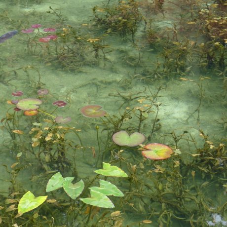 L'Etang « Monet » de Nemichi L'Etang « Monet » de Nemichi