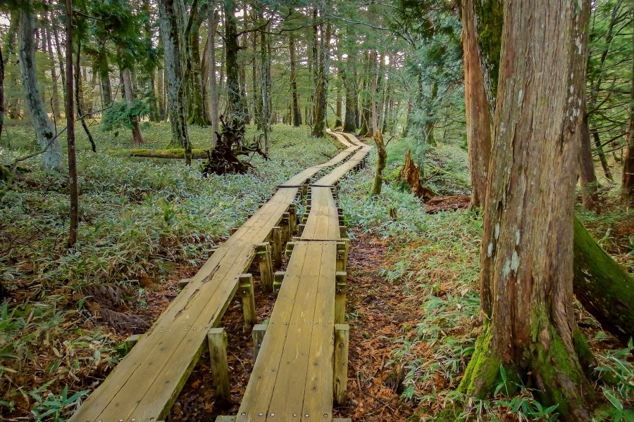 Le Marais de Senjôgahara à Nikkô