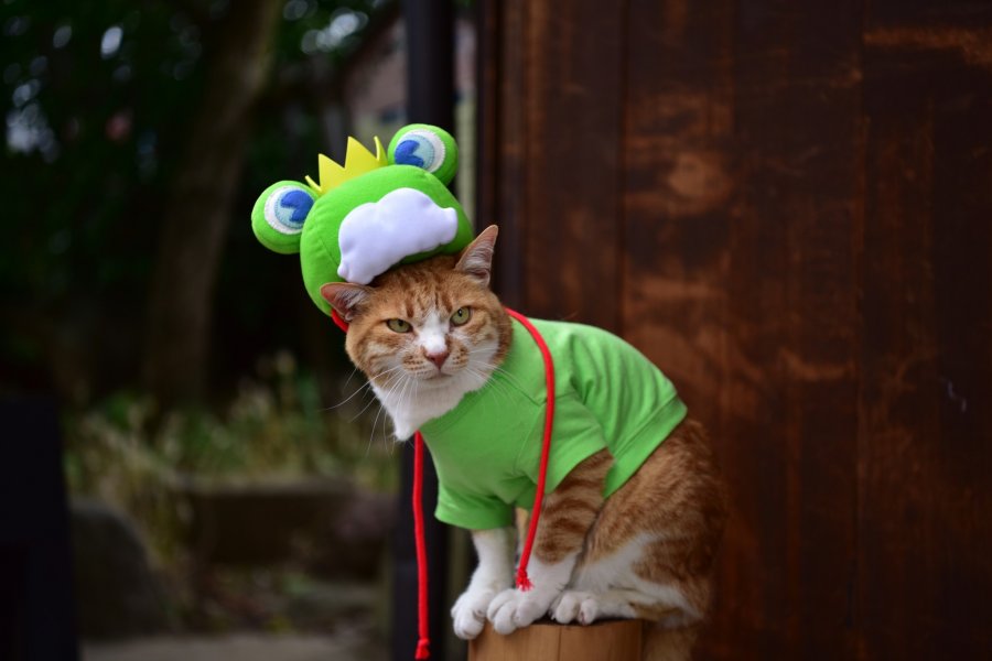 Le Festival Annuel de la Grenouille