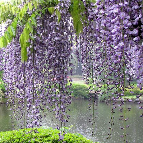 Les Fleurs du Japon Les Fleurs du Japon