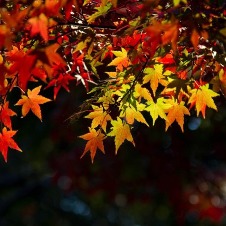 Couleurs d'Automne au Parc Yoyogi Couleurs d'Automne au Parc Yoyogi