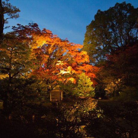 Illumination Automnale du Rikugi-en Illumination Automnale du Rikugi-en