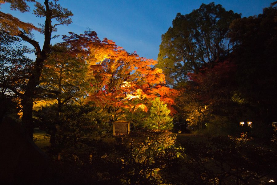 Illumination Automnale du Rikugi-en