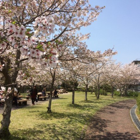 The Pale Sakura of Yamaguchi City The Pale Sakura of Yamaguchi City