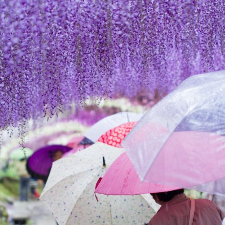 Les Glycines de Kawachi Fuji-en Les Glycines de Kawachi Fuji-en