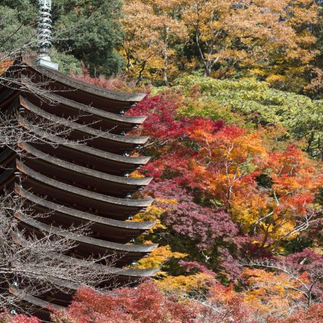 Tanzan Jinja Tanzan Jinja
