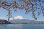 Cerisiers en Fleurs Autour du Mont Fuji