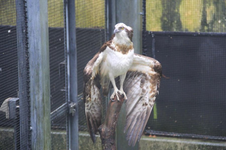 Les Oiseaux et Balbuzards d'Okinawa