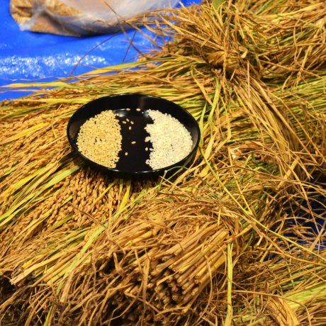 Le riz nouveau à Niigata Le riz nouveau à Niigata