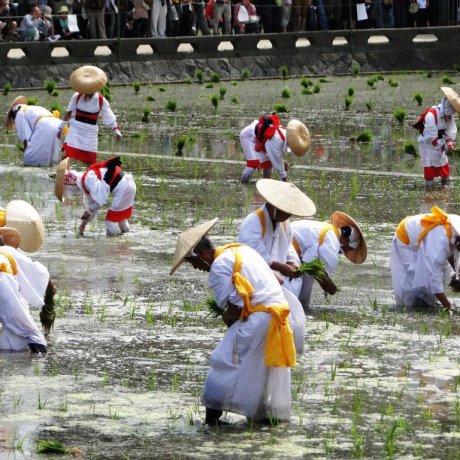 Festival de Plantation du Riz Festival de Plantation du Riz