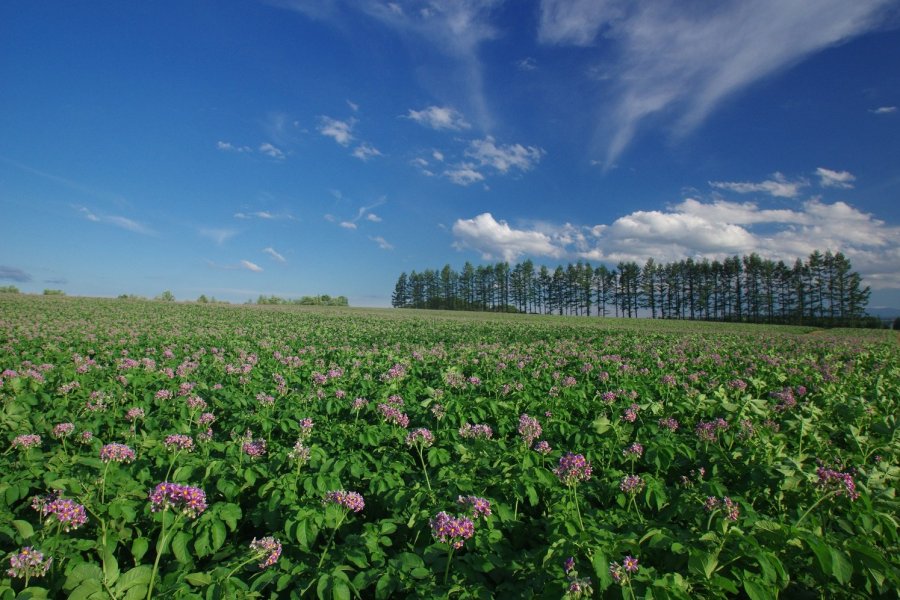 La Tokachi Girls Farm à Hokkaido