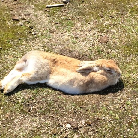 Okunoshima : l'île aux 1000 lapins Okunoshima : l'île aux 1000 lapins