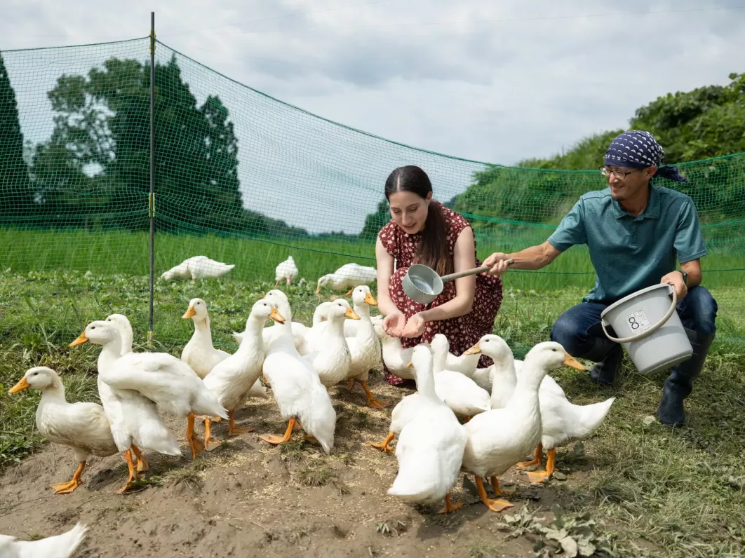 Feathered friends in Niigata's rice paddies